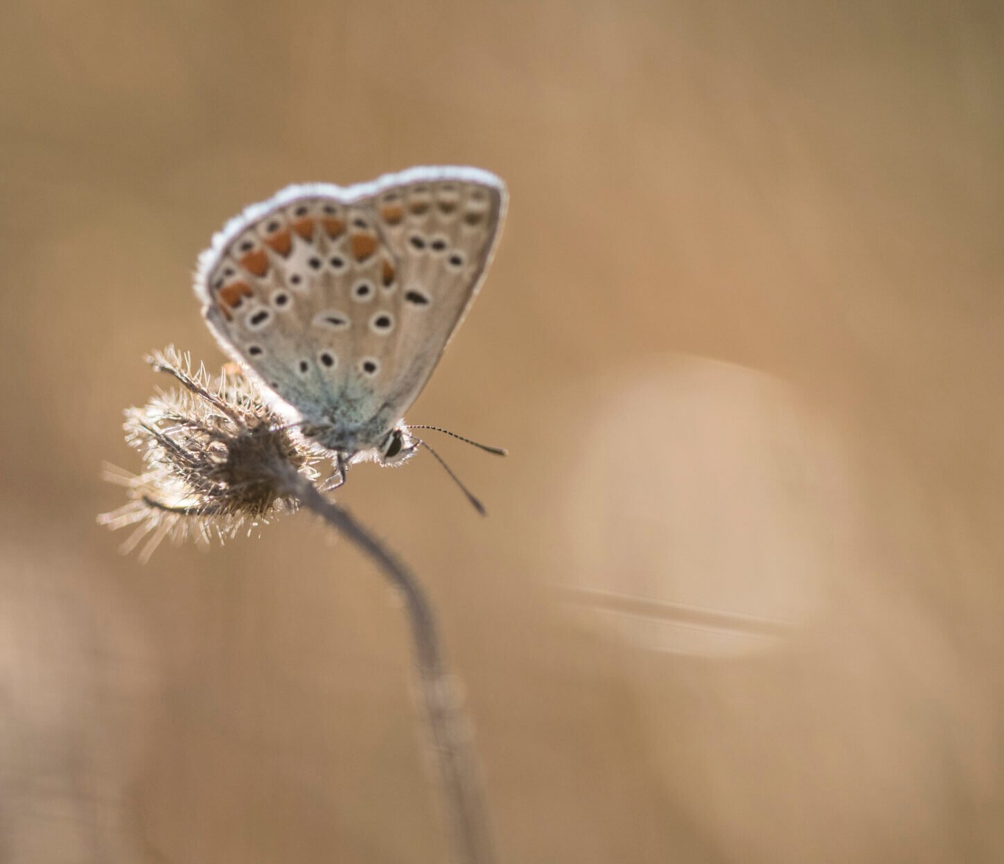 Farfalla posata su di un fiore